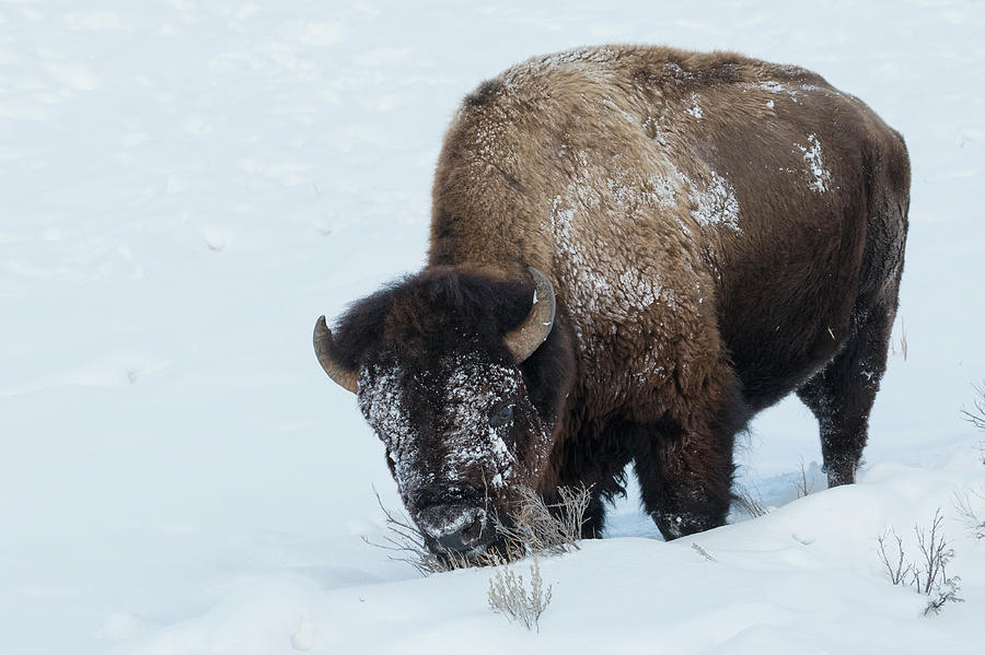 Bison Bull On The Move Photograph by Ken Archer | Fine Art America