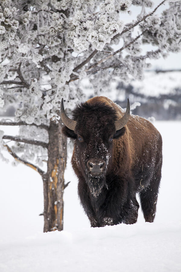 Bison Bull Standing In Snow, Yellowstone National Par. Photograph by Mark Hamblin / Naturepl.com Bison Bull Standing In Snow, Yellowstone National Par. Photograph by Mark Hamblin / Naturepl.com