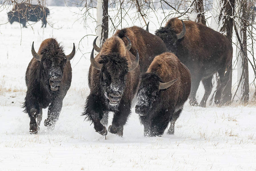Bison Bulls Charge Through Snow Photograph by Tony Hake