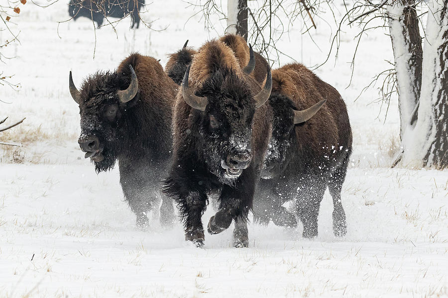 Bison Bulls Charge Through the Snow Photograph by Tony Hake