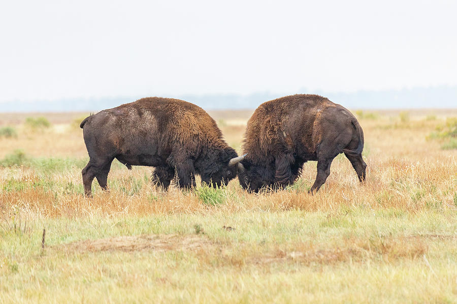 Bison Bulls Go Head to Head Photograph by Tony Hake