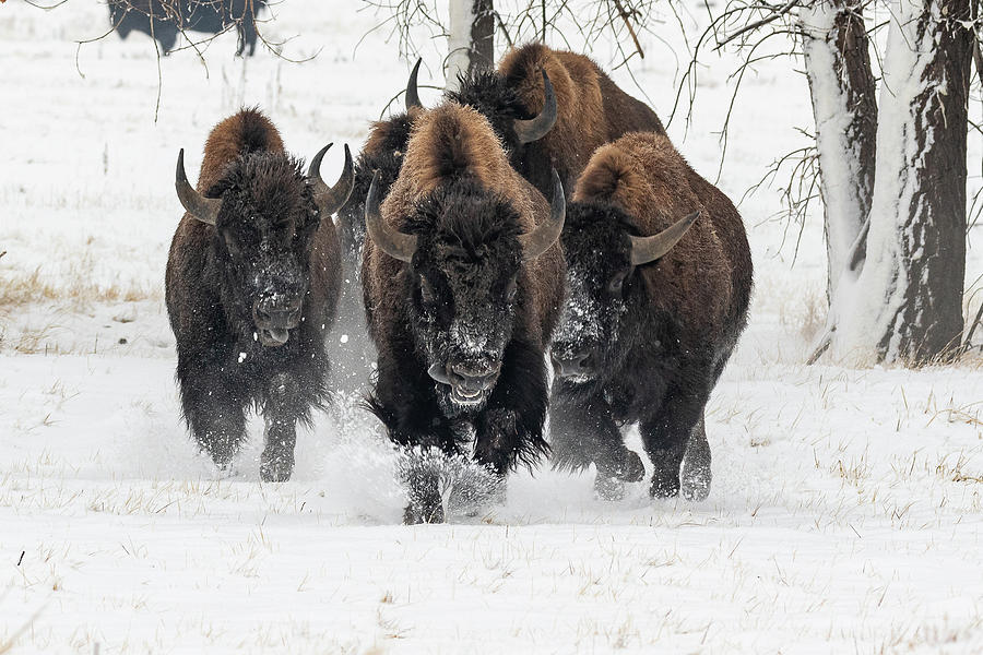 Bison Bulls Run In The Snow Photograph by Tony Hake
