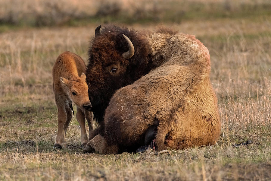 Bison Calf and Cow Photograph by Kelly's Nature Photography - Fine Art ...