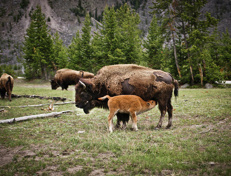 Bison Calf Feeding Photograph by Jhillphotography