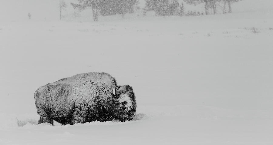 Bison Covered With Snow In Yellowstone National Park Photograph by Mountain Dreams