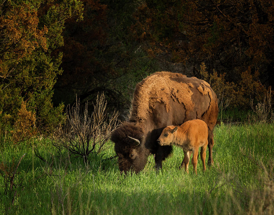 Bison Cow And Calf Photograph by Galloimages Online