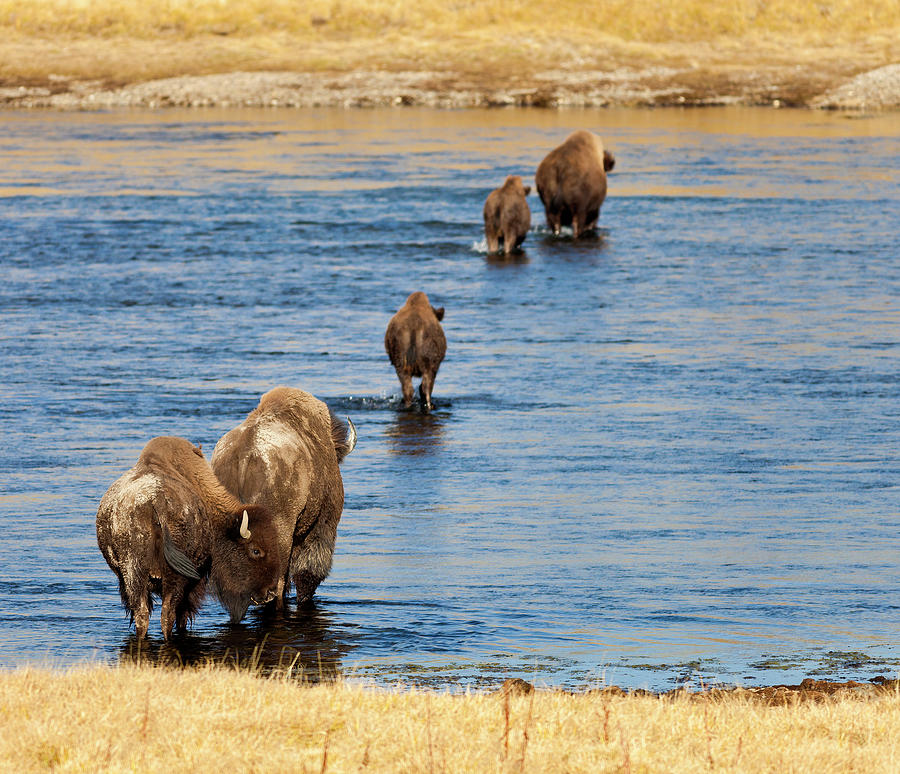 Bison Crossing A River In Yellowstone Photograph by Traveler1116