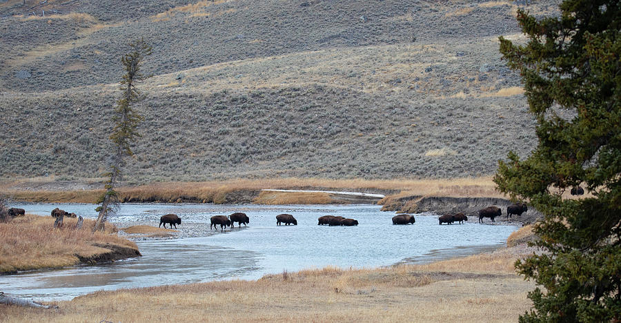Bison Crossing River Photograph