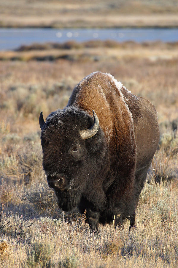 Bison Photograph by David Hosking