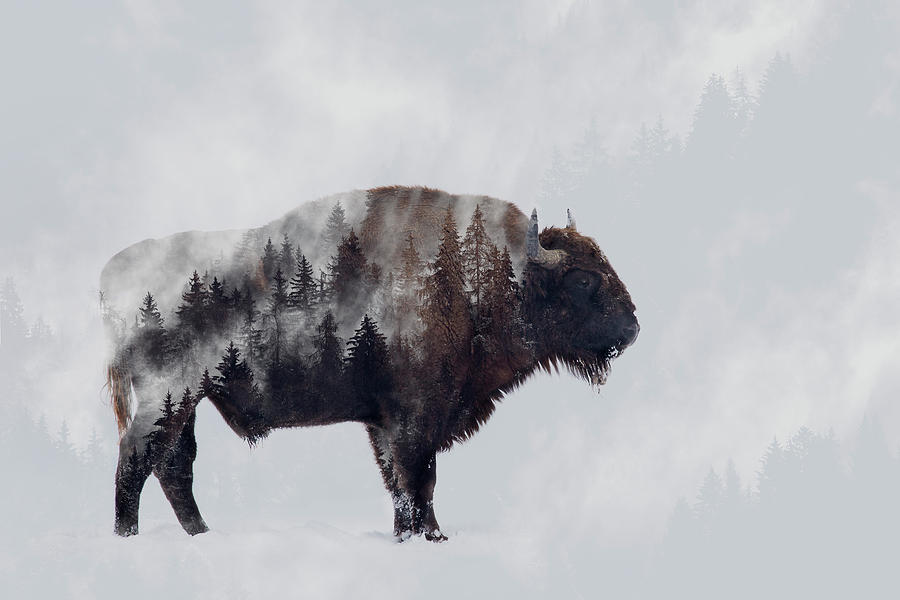 Bison Photograph - Bison - Double Exposure by Angyalosi Beta