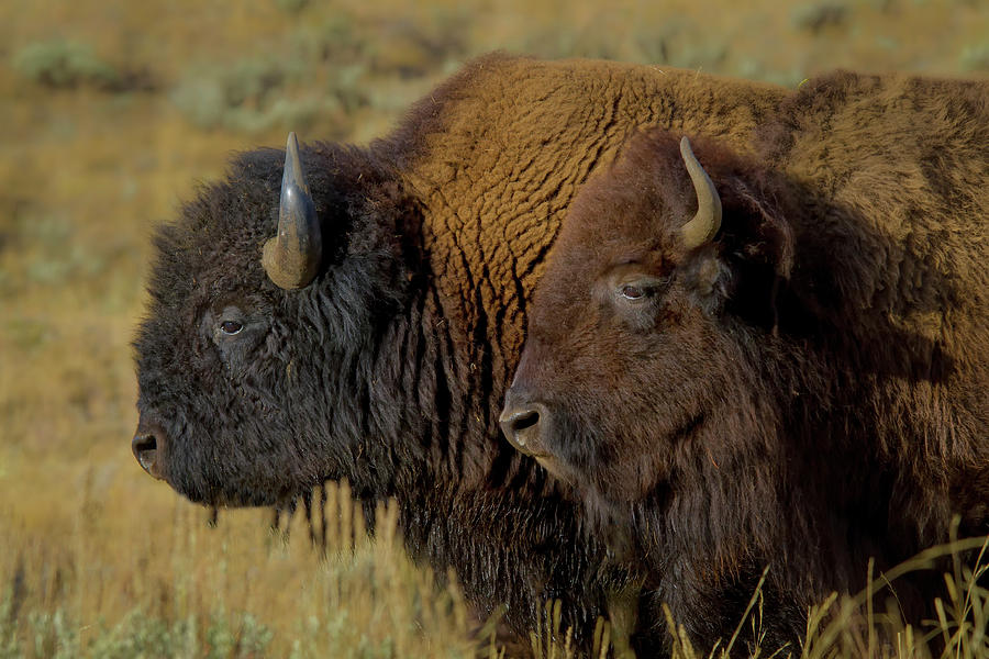 Bison Duo Ynp Photograph by Galloimages Online