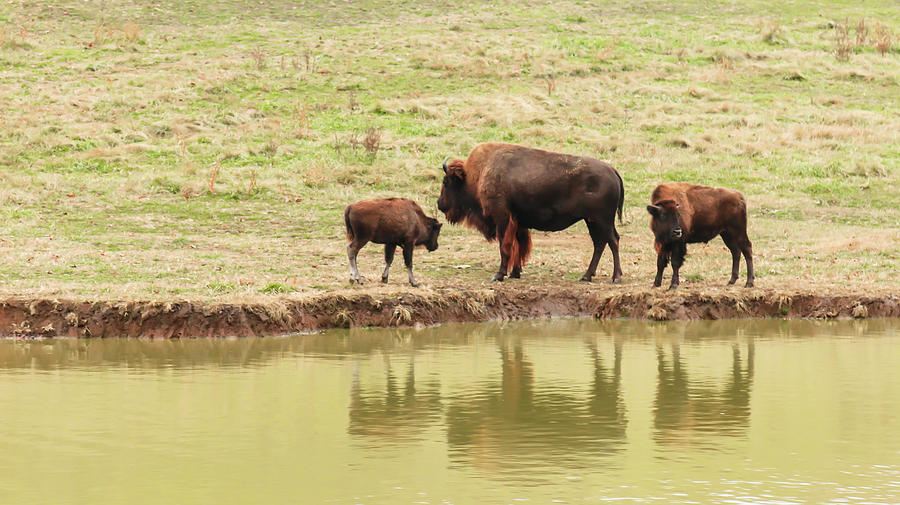 Bison Family Photograph by Hyuntae Kim - Fine Art America