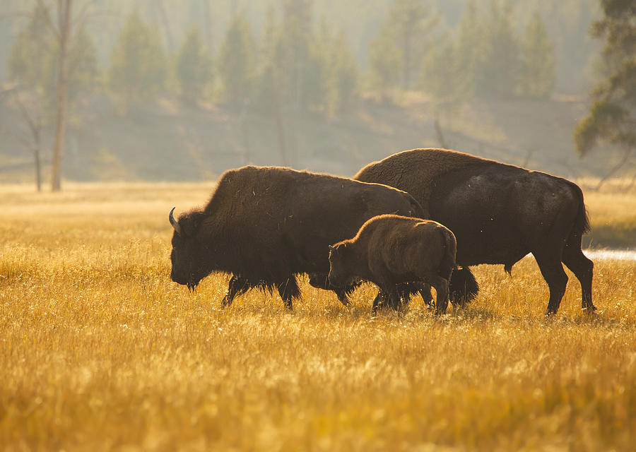 Yellowstone National Park Photograph - Bison Family by Ozan Aktas