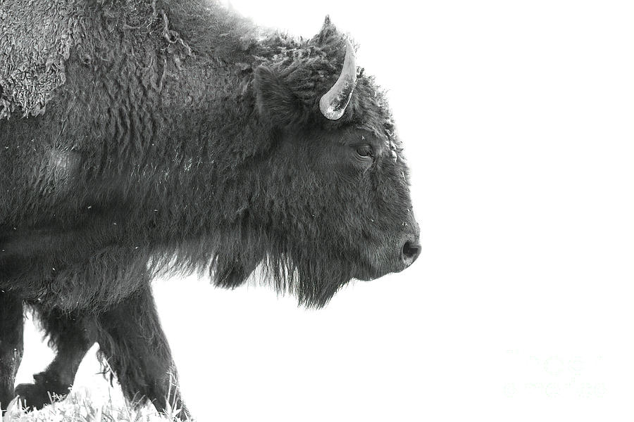 Bison Photograph by Felix Lai