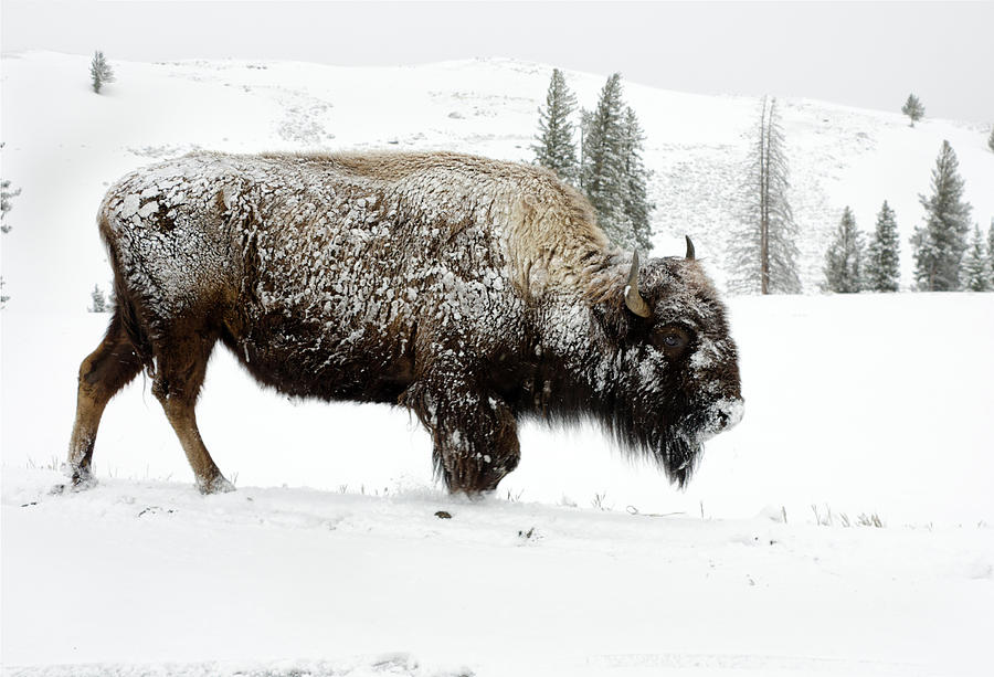 Bison Foraging In Snow - Yellowstone Photograph by Birdimages