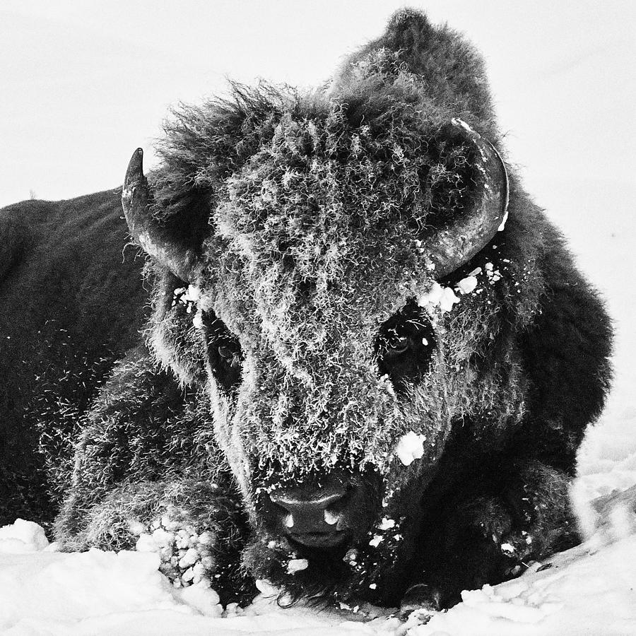 Bison Frost Photograph by Peter Hudson