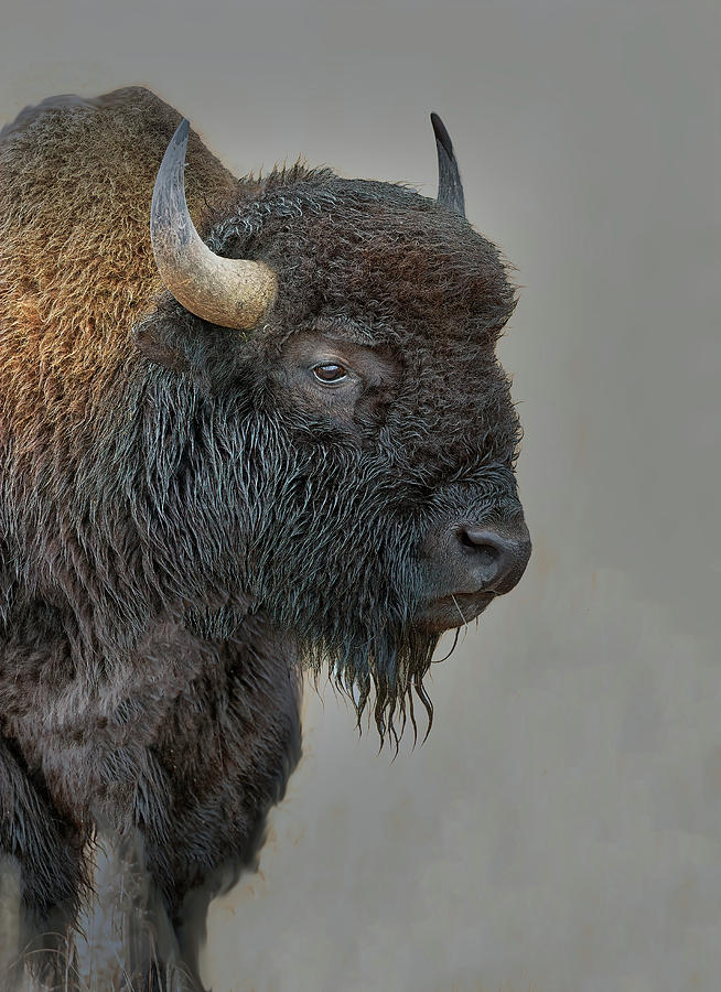 Bison  Photograph by Gary Langley