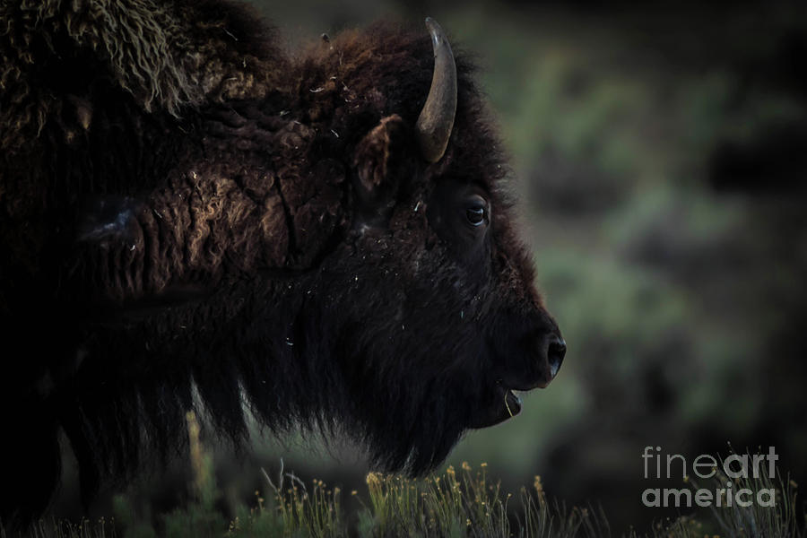 Bison Photograph by George Kenhan