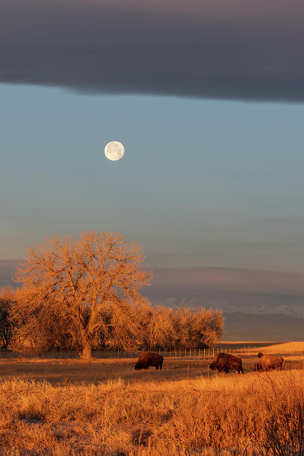 Bison Graze At First Light Under A Setting Moon Photograph