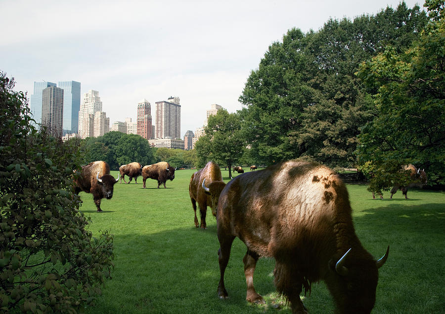 Bison Grazing In Central Park Photograph by Thomas Jackson
