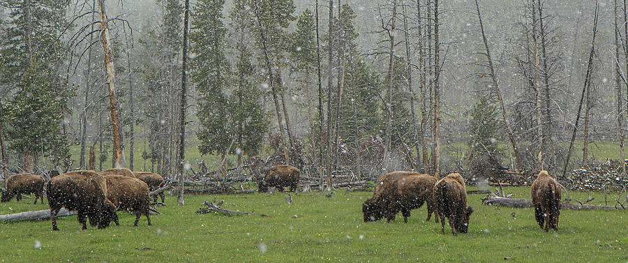 Bison Grazing In Snow Ynp Photograph by Galloimages Online