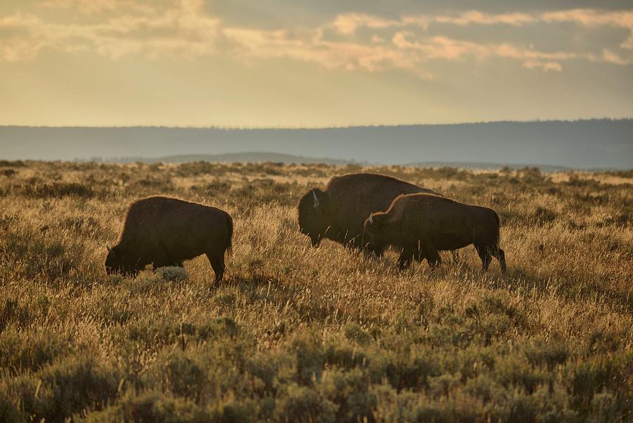Bison Grazing, Yellowstone Np, Wy Digital Art by Heeb Photos