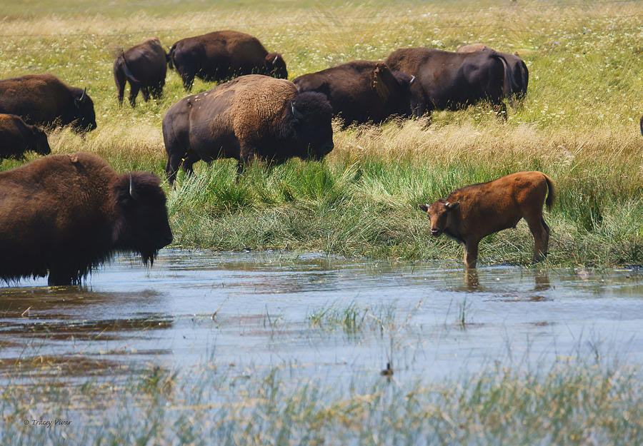 Bison Herd by a lake by Tracey Vivar Bison Herd by a lake by Tracey Vivar