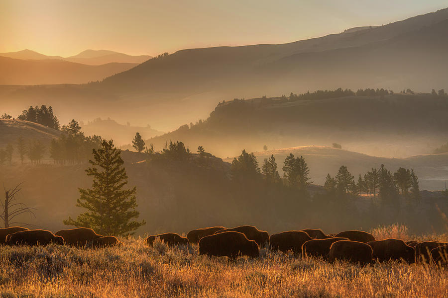 Bison Herd In Lamar Valley, Yellowstone Photograph by Mountain Dreams