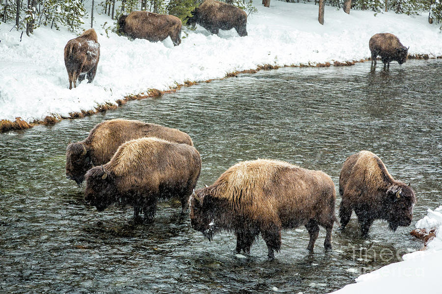 Bison Herd in River 1 Photograph by Timothy Hacker
