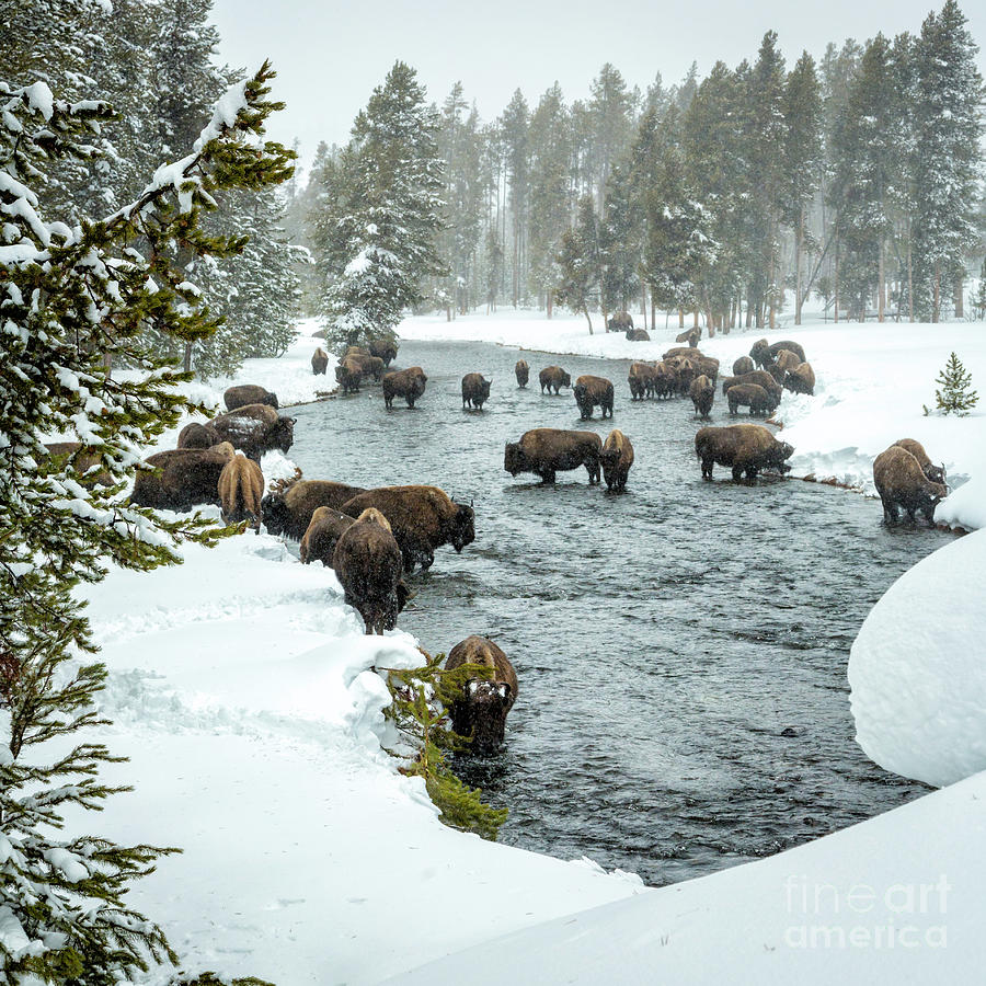 Bison Herd In River 3 Photograph by Timothy Hacker