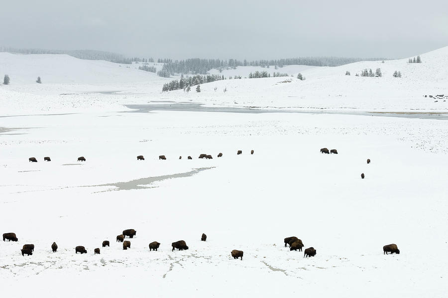 Yellowstone National Park Digital Art - Bison Herd In Snow-covered Field, Yellowstone National Park, Wyoming, Usa by Delta Images