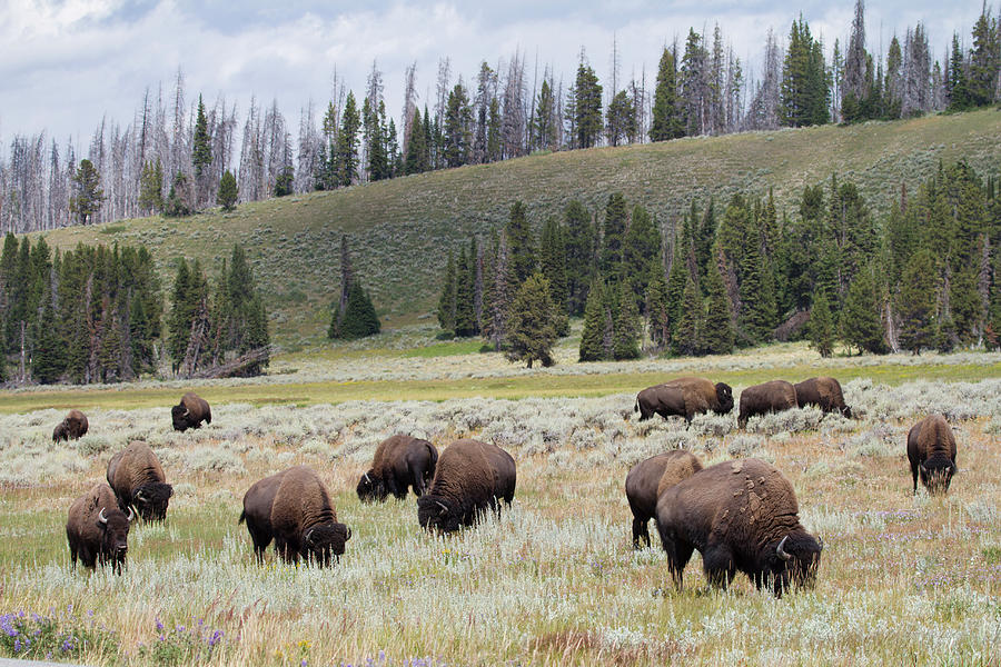 Bison Herd Photograph by Nathan Blaney