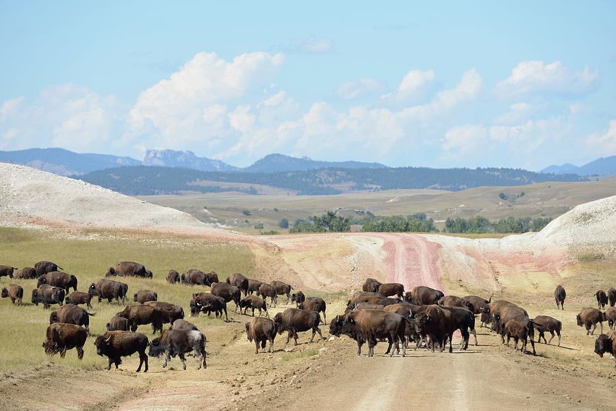Bison Herd, South Dakota Digital Art by Heeb Photos