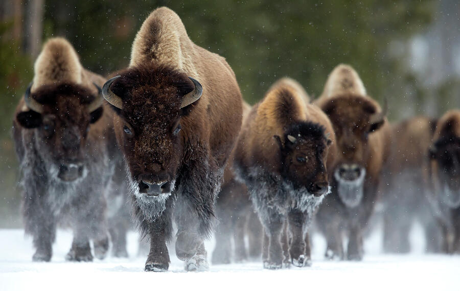 Bison Herd Walking In Snow, Yellowstone National Park Photograph by Danny Green / Naturepl.com Bison Herd Walking In Snow, Yellowstone National Park Photograph by Danny Green / Naturepl.com
