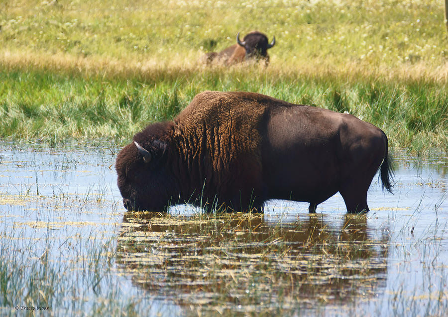Bison in a Shallow Lake, Not Quite Alone Photograph by Tracey Vivar