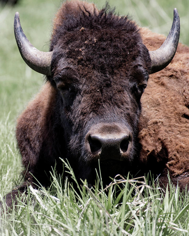 Bison in Custer State Park South Dakota Photograph by Art Whitton