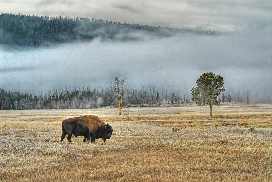 Bison In Frosty Morn Photograph by Larry Gerbrandt
