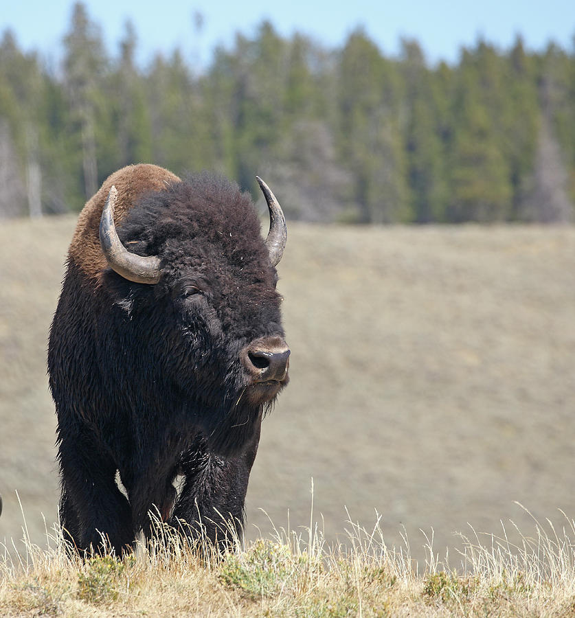 Bison in Hayden Valley Photograph by Jean Clark