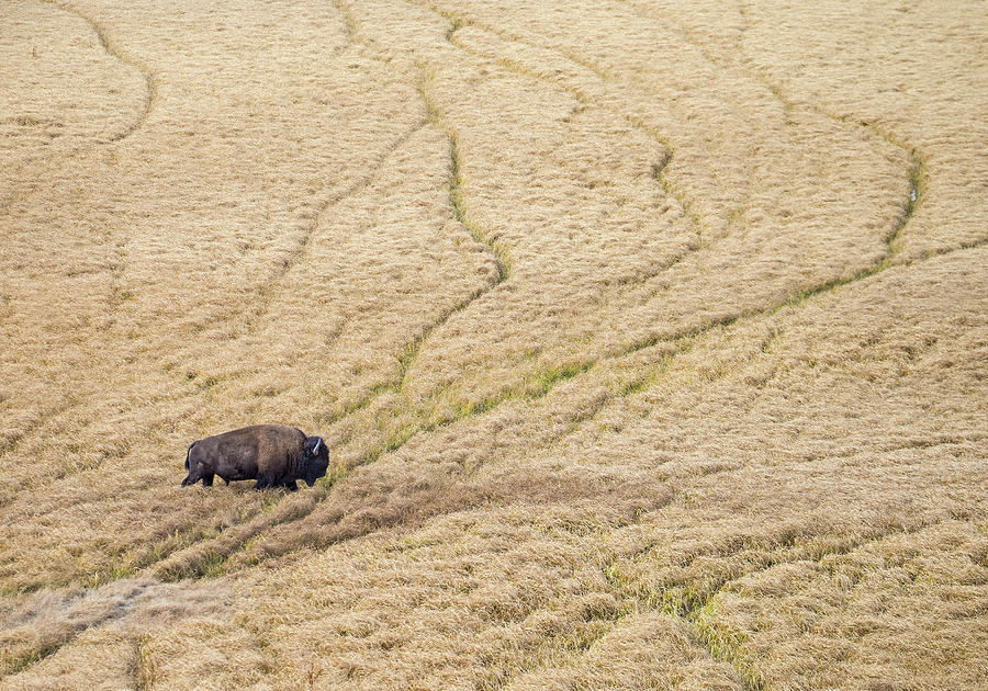 Bison in Hayden Valley Photograph by Max Waugh