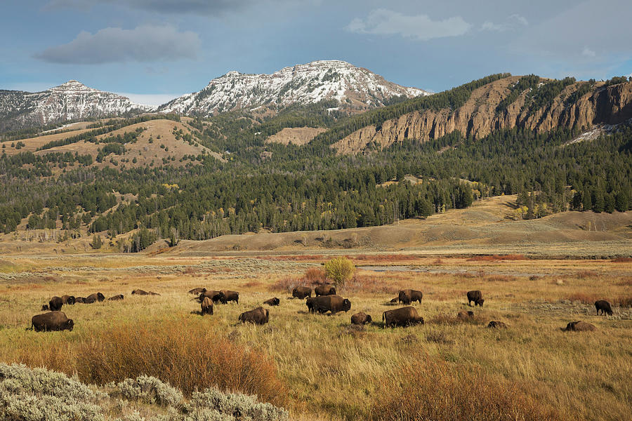 Bison In Lamar Valley, Yellowstone Photograph by Ken Archer - Fine Art ...