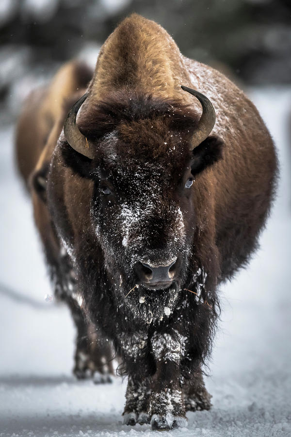 Bison Photograph - Bison in Line by Russell Cody Bison Photograph - Bison in Line by Russell Cody