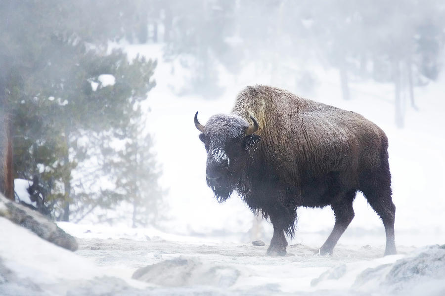 Bison In Mist Photograph by Dmathies
