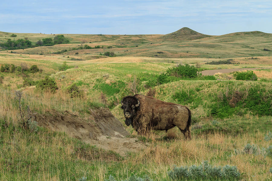 Bison Photograph - Bison In North Dakota Landscape by Galloimages Online