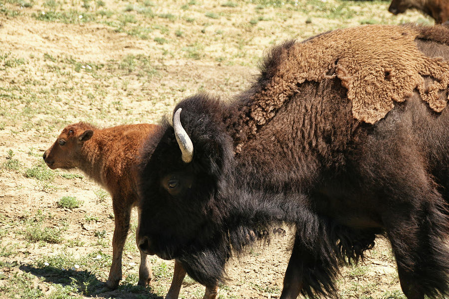 Bison in North Dakota Photograph by Ryan Crouse