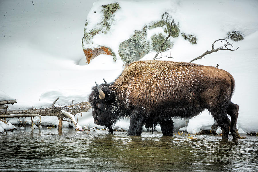Bison In River Photograph by Timothy Hacker
