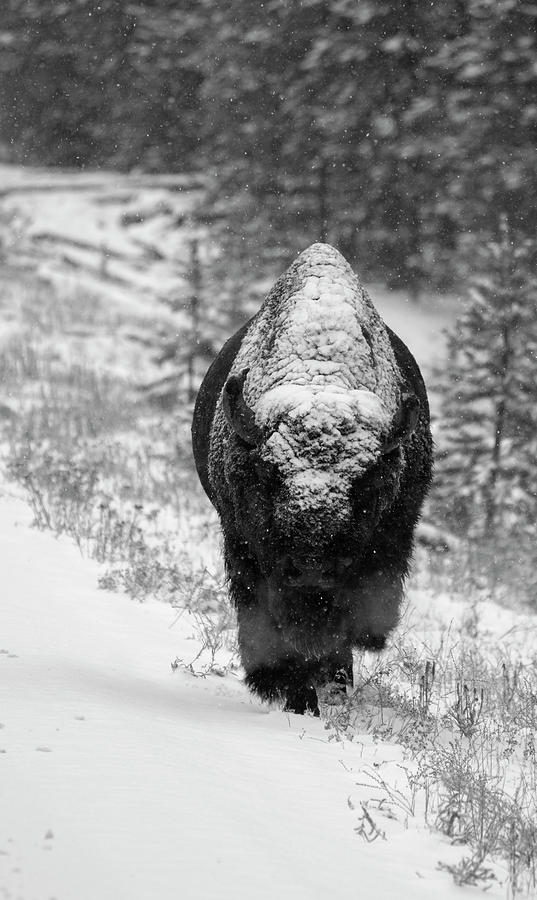 Yellowstone National Park Photograph - Bison in Snow Black and White  by Chris Casanova