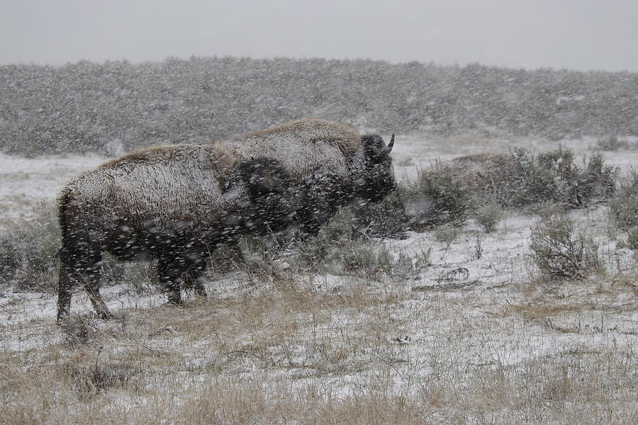 Bison in snow Photograph by C Ribet