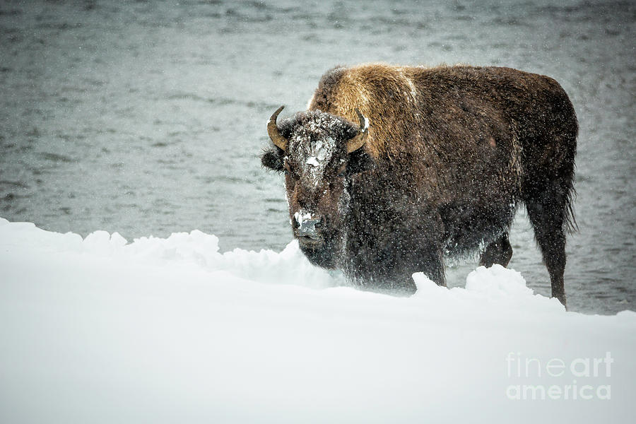 Bison In Snowstorm 1 Photograph by Timothy Hacker