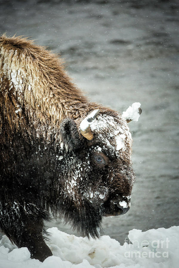Bison In Snowstorm Close Up Photograph by Timothy Hacker