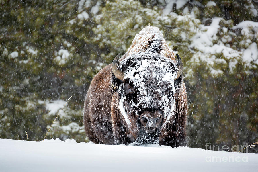 Bison In Snowstorm Photograph by Timothy Hacker